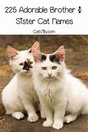 Image result for Sister Cat