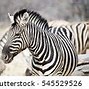 Image result for Zebra 300 Dpi