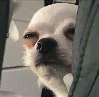 Image result for Chihuahua Eyes Meme
