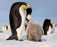 Image result for Baby Penguin Eating