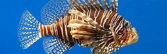 Image result for Hedgehog Gene in Fish