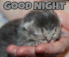 Image result for Goodnight Cat Meme