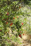 Image result for Pomegranate Tree-Planting
