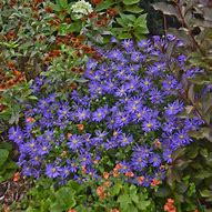 Image result for Aster Blue Autumn ®