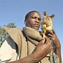 Image result for A Rat a Size of a Cat