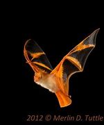 Image result for Painted Bat Desighns