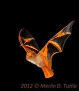 Image result for Merlin Tuttle Bat Photos