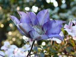 Image result for Clematis Garden