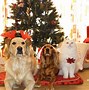 Image result for Happy Holidays Dogs and Cats