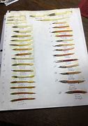 Image result for Colored Porcupine Quills