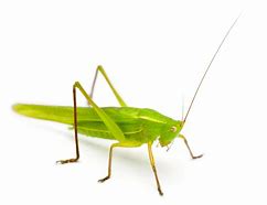 Image result for Shiny Cricket Bug