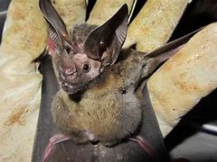 Image result for Pregnant Bat