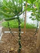 Image result for Vertical Squash Growing