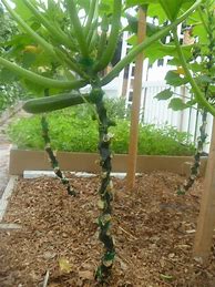 Image result for Vertical Zucchini