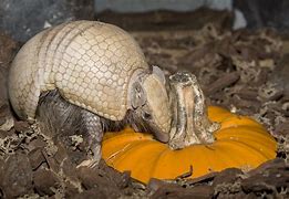 Image result for Three Band Armadillo