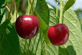 Image result for Prunus avium Sam