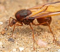 Image result for Atta Ant