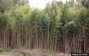 Image result for Bamboo as a Not Wood