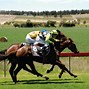Image result for Australian Horse Racing