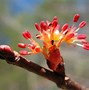 Image result for Red Maple Blooming