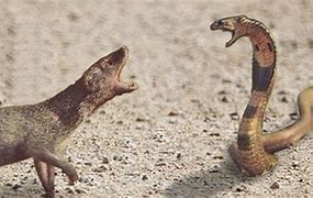 Image result for Mongoose Cobra