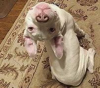 Image result for Dogs Being Silly