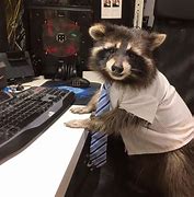 Image result for Funny Office Animals