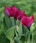 Image result for Tulipa Lady van Eijk