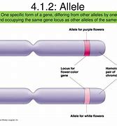 Image result for allele