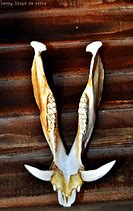 Image result for Boar Jaw