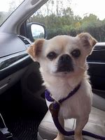 Image result for Chihuahua Pug Pomeranian Mix