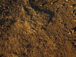 Image result for Free Dirt Texture