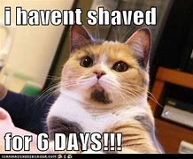 Image result for Shaved Cat Head Meme