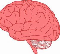 Image result for cerebro