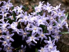 Image result for Chionodoxa luciliae