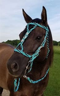 Image result for Cute Horse with Bridle Image