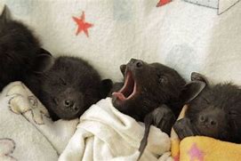 Image result for Cute Bat Babies