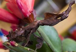 Image result for Beautiful Praying Mantis
