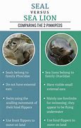 Image result for What Is the Difference Between a Seal and a Sea Lion