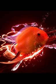 Image result for iPhone Fish Wallpaper for Desktop