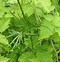 Image result for Thalictrum lucidum