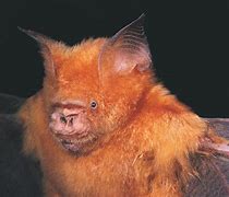 Image result for Leaf-Nosed Bat