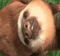 Image result for Funny Sloth Laughing