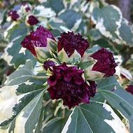 Hibiscus syriacus   Purpureus Variegat. に対する画像結果