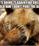 Image result for Bear Not Cute Meme
