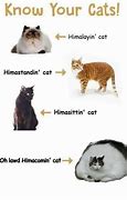 Image result for Him a Comin Cat