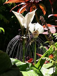 Image result for Bat Flower Plant