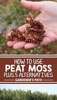 Image result for Moss Grass Alternative