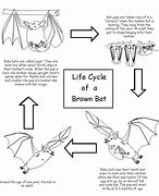 Image result for Fruit Bat Life Cycle