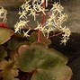 Bildergebnis für Saxifraga cortusifolia Cheap Confections